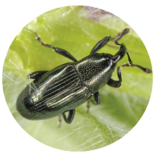insecto gorgojo